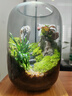 桌面創(chuàng  )意微景觀(guān)綠植diy擺件禮物客廳辦公室夜燈苔蘚盆栽植物盆景 青山+木質(zhì)燈座 曬單實(shí)拍圖