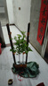 黃晶果樹(shù)苗嫁接臺(tái)灣正宗冬蜜南方種植四季黃晶果苗大果盆栽 黃晶果原生2年苗【種3年結(jié)果】 70cm-80cm 曬單實(shí)拍圖