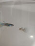 卡奇魚 孔雀魚 鳳尾魚 胎生魚 熱帶觀賞魚淡水活體魚小型魚純種好養(yǎng)易活 冰蘭孔雀魚1對(duì) 曬單實(shí)拍圖