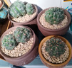 仙人球緋花玉開(kāi)花帶花苞仙人掌類多肉綠植物桌面花卉小盆栽 花仙子直徑6-8厘米 不含盆 曬單實(shí)拍圖