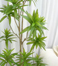 花財主天堂鳥(niǎo)盆栽辦公室大型綠植客廳盆栽家用吸甲醛凈化空氣綠植 柳葉百合竹1.4-1.6m【圓柱盆】 曬單實(shí)拍圖