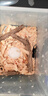 星舵甲蟲果凍昆蟲飼料獨(dú)角仙果凍鍬甲飼料昆蟲食物鍬甲秋甲蟲明日達(dá) 5枚散裝（可食用15天左右） 曬單實(shí)拍圖