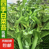 四季早熟白菜苔白菜薹菜心可多次采收高產抗病白菜心青菜蔬菜包郵 白菜苔種子 1包約1000粒 曬單實拍圖