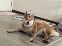 ZEALZEAL0號罐全價無谷犬罐頭390g雞肉口味 曬單實拍圖
