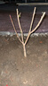早熟水蜜桃樹(shù)苗嫁接黃桃樹(shù)苖樹(shù)當年結果南方北方種植樹(shù)苗桃樹(shù)果苗 8年苗好樹(shù)形一棵裝【品種備注】 81cm(含)-110cm(含) 曬單實(shí)拍圖