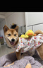 寵物狗狗泰迪柯基比熊柴犬衣服貓咪薄款背心防掉毛防曬衣四季襯衫 可愛小花 M(胸圍40cm)參考3-6斤 曬單實拍圖
