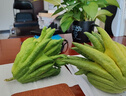 臨雅佛手柑水養(yǎng)綠植水培植物佛手瓜擺件室內(nèi)盆栽插花中果2顆源頭直發(fā) 曬單實(shí)拍圖