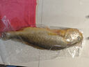 1號會員店【山姆同廠】冷凍寧德三去大黃魚 黃花魚 凈重700g/2條裝 水產(chǎn)魚 曬單實拍圖