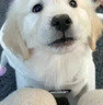犬嘉樂(lè)馬爾濟(jì)斯犬專用狗糧幼犬成犬通用美毛鮮肉無(wú)谷凍干犬糧5斤10斤裝 鮮肉犬糧【添加十種鮮肉凍干】 5kg 十斤劃算裝（5斤*2袋） 曬單實(shí)拍圖