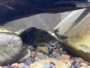 正宗大鱖魚苗淡水養(yǎng)殖食用桂花斑鱖特大號規(guī)格冷水觀賞魚批發(fā)貴桂魚苗 鱖魚4-6厘米10條送1條防損【泡沫箱】 曬單實(shí)拍圖