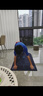 G.DUCKKIDS男童套裝夏裝2025新款中大童洋氣男孩夏季短袖時(shí)髦兒童夏款運(yùn)動(dòng)服 藍(lán)色 套裝 160 cm(160cm) 曬單實(shí)拍圖