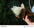 壹條魚兒野攻天下底窩釣魚王餌料一包搞定通用秋季小昕同款鯉魚鯽魚料野釣 野攻天下香+腥各一包送量杯 曬單實(shí)拍圖