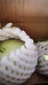 京鮮生蜜蜂授粉牛三蜜瓜網(wǎng)紋瓜單果2斤起凈重4.5-5斤 2粒禮盒源頭直發(fā) 曬單實(shí)拍圖