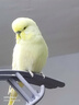 高能鸚鵡玄鳳小太陽鳥糧瓜子加納利子紅黃谷子帶殼虎皮牡丹飼料獎勵零食 500g 黃谷子 曬單實(shí)拍圖