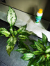 植物營(yíng)養(yǎng)液植物花卉營(yíng)養(yǎng)液多肉綠植蔬菜營(yíng)養(yǎng)液水溶通用肥料500ml 【水培植物專(zhuān)用】營(yíng)養(yǎng)液500ml 曬單實(shí)拍圖