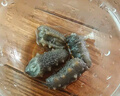 典品堂大連底播即食海參新鮮遼刺參海鮮水產(chǎn)禮盒廠家直發(fā)禮盒 即食海參500g 20-24只 1斤 曬單實拍圖