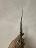 芹菜汁降搭血壓西芹汁芹菜原汁蔬菜汁芹菜汁100%汁無(wú)糖官方艦旗店 鮮榨西芹原汁【1盒*10袋】 曬單實(shí)拍圖