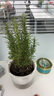 花翁盆栽可食用百里香香草植物香料 大盆迷迭香（光汐盆）源頭直發(fā) 曬單實(shí)拍圖