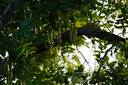 索尼（SONY） E 70-350mm F4.5-6.3 G OSS  APS-C畫幅超遠攝變焦G鏡頭 標配 曬單實拍圖