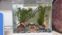 瘋狂水草（FKSC）真水草魚缸造景套餐凈化水質(zhì)懶人魚缸水草植物直接入缸蜈蚣草 【火山石】水草組合一3棵裝 曬單實拍圖