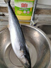 賣魚七郎 青島海捕大鲅魚整條凈重5斤（5-8條）馬鮫魚海鮮生鮮魚類 曬單實拍圖
