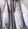 蓋世 鲅魚冷凍一斤裝  2條 海鮮鲅魚 生鮮烹飪食材 水產(chǎn) 曬單實(shí)拍圖