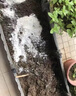 石灰粉50斤魚塘養(yǎng)殖場(chǎng)消毒殺菌殺蟲凈水防潮白灰刷樹袋裝生石灰粉 50斤裝 曬單實(shí)拍圖