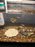 寵小島魚缸水族桌面客廳生態(tài)塑料造景家用中小魚缸金魚缸 京倉發(fā)貨 · 黑色55款【奢華造景款套餐】 帶水培吊籃 曬單實(shí)拍圖