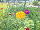 碧鼎花種子四季易種開花百日草庭院野花組合室外菊花花草花籽種子花卉 矮桿百日草【1斤裝】 曬單實拍圖