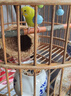licheers鸚鵡飼料玄鳳虎皮鳥糧十合一混合鳥類食品牡丹文鳥專用糧食1200ml 曬單實(shí)拍圖