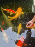 統(tǒng)一 魚飼料 錦鯉主食成魚飼料 增色增紅不渾水魚糧飼料10kg 曬單實拍圖