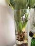 臨雅天堂鳥(niǎo)無(wú)土純水培植物室內好養花卉盆栽易活桌面綠植鶴望蘭吸甲醛 水培天堂鳥(niǎo)【50-60cm】3棵 曬單實(shí)拍圖