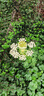 潘祥記 經(jīng)典玫瑰鮮花餅 云南特產(chǎn)傳統(tǒng)餅干糕點零食鮮花餅25g*16枚 曬單實拍圖
