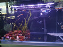 魚缸背景貼紙靜電黑色背景圖 長(zhǎng)1米x高40cm【無膠背景貼紙】 曬單實(shí)拍圖