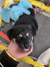 田園犬活體幼犬看家狗純黑大黃四眼活幼體土狗蝴蝶犬小狗 田園級 小型中華田園犬 公母備注 曬單實拍圖