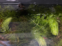 噢水噢魚缸除藻蝦淡水鮮活觀賞蝦清潔工具極火櫻花水晶彩色小蝦寵物蝦壹 試水：黃金米蝦4只+藍(lán)絲絨蝦4只 曬單實(shí)拍圖