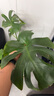 植男植女老樁龜背竹大盆栽客廳室內(nèi)大型植物真綠植辦公室新房好養(yǎng)源頭直發(fā) 曬單實(shí)拍圖