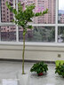 花財(cái)主大型盆栽綠植 檸檬樹(shù)鴨腳木發(fā)財(cái)樹(shù)天堂鳥(niǎo)綠植室內(nèi)客廳大盆栽 造型鴨腳木1.6-1.8米【圓球盆】 含盆 曬單實(shí)拍圖