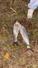 達(dá)億瓦（DAIWA） 21/25新款A(yù)LPHAS SV/BF TW 阿爾法路亞海釣魚線水滴輪微物輪 25新款BF TW 8.5速比 左手 曬單實(shí)拍圖