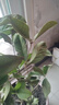 桂花樹苗桂花苗盆栽金桂四季桂室內外濃香型陽臺花卉綠植庭院盆景 四季沉香四季開花濃香 3年苗當年開花 曬單實拍圖