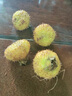 夢茜兒貴州刺梨 5斤新鮮水果特產(chǎn)新原液泡酒榨汁野生黃金果現(xiàn)摘時(shí)令生鮮 1斤 新鮮刺梨｜籽少多汁 曬單實(shí)拍圖