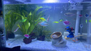 森森（SUNSUN）超白魚缸一體缸自循環(huán)客廳桌面小型家用水族箱HEJ-380 曬單實拍圖