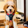 TUFFHOUND它愿狗狗胸背帶牽引繩狗繩防爆沖輕便型背心式TF064牛仔航海家M 曬單實(shí)拍圖