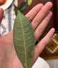 八個(gè)老頭花葉康噴霧劑植物菌立清殺菌劑正品月季專用除菌劑免稀釋多菌靈 買2送1【發(fā)3瓶】 曬單實(shí)拍圖