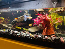 當(dāng)貝智能生態(tài)魚(yú)缸1Ultra 一體缸自循環(huán)雙過(guò)濾AI托養(yǎng)懶人家用桌面魚(yú)缸 曬單實(shí)拍圖