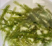 骉祥鹽漬海葡萄兒童新鮮即食無(wú)添加劑海洋蔬菜海帶海藻魚(yú)子醬涼拌菜e 鹽漬海葡萄120g*1袋 曬單實(shí)拍圖