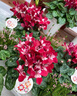 京厽高品質(zhì)仙客來盆栽花苗兔耳花四季開花好養(yǎng)大花陽臺(tái)室不不支持退貨 紫色帶花發(fā)貨送肥料 不含盆 曬單實(shí)拍圖