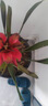【鴻運(yùn)當(dāng)頭】年宵花?鳳梨花盆栽四季開(kāi)花植物室內(nèi)客廳陽(yáng)臺(tái)觀花 鴻運(yùn)當(dāng)頭大紅心+培育原盆+肥料 曬單實(shí)拍圖