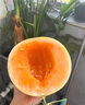FZ正宗c新鮮水果當(dāng)季水果黃金冰糖網(wǎng)紋哈密瓜香甜瓜 4.5斤 單果700g+ 曬單實拍圖