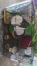 兔籠兔子特大號籠子家用室內(nèi)養(yǎng)兔專用帶廁所加密荷蘭豬籠免安裝 托盤+食盆+網(wǎng)格腳墊+草窩+飲水器 50型號50*34*32(適合2只) 曬單實拍圖
